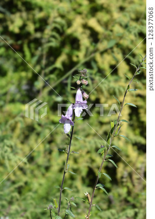 South African Foxglove 128377068