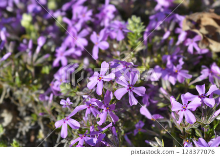 Creeping Phlox 128377076