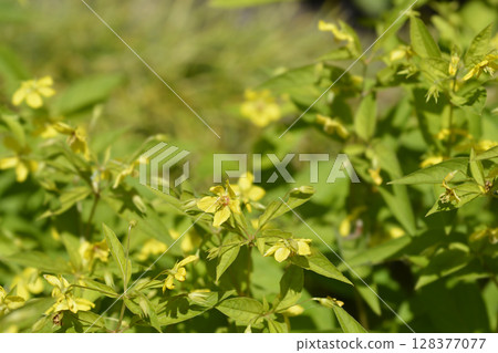 Fringed loosestrife Fringed loosestrife 128377077