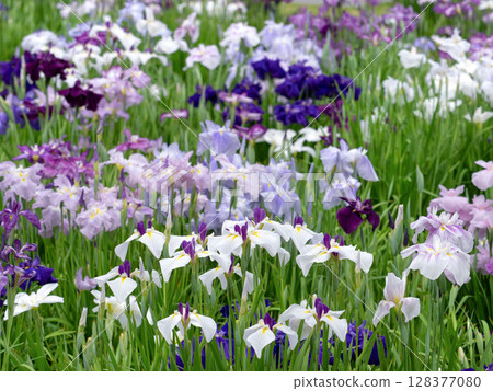 盛開的花菖蒲 128377080