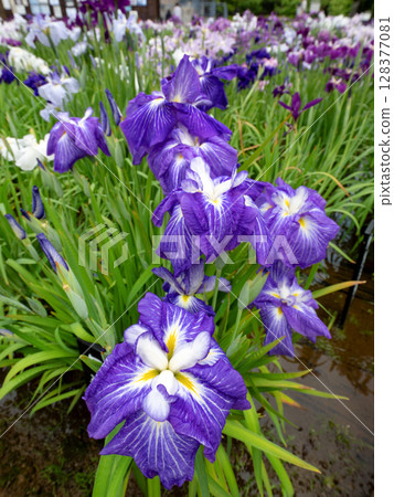 盛開的花菖蒲 盛開的花菖蒲 128377081