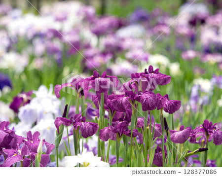 盛開的花菖蒲 128377086