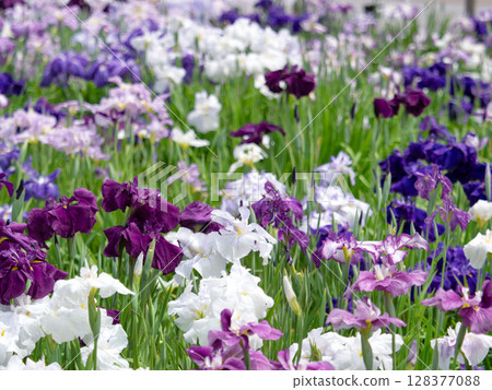 Hanashobu in full bloom 128377088