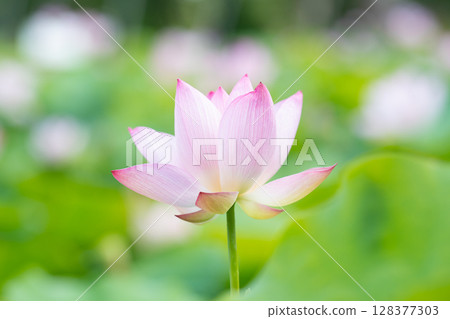 A background of blooming lotus and blurred flowers A background of blooming lotus and blurred flowers 128377303