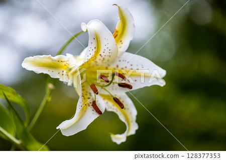 Tokorozawa City, Saitama Prefecture, Tamon-in Temple, Mountain Lilies 128377353