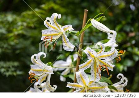 Tokorozawa City, Saitama Prefecture, Tamon-in Temple, Mountain Lilies 128377356