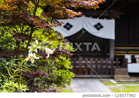 埼玉縣所澤市，多聞院，山百合 128377362