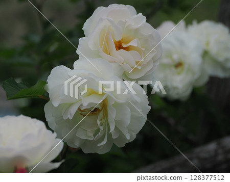 Rose scenery 128377512