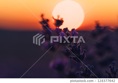 Lavender Sunset Field: Plants bloom during golden hour for aromatherapy essence under soft light. 128377642