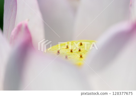 The lotus core hidden within the petals The lotus core hidden within the petals 128377675