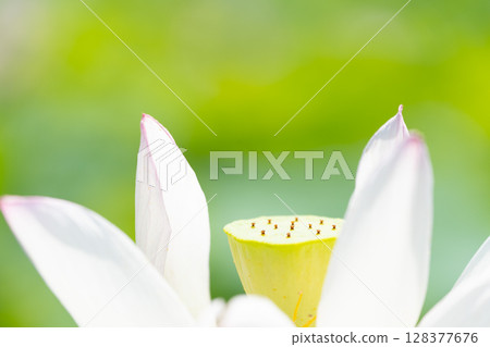 蓮心被白色花瓣包圍 蓮心被白色花瓣包圍 128377676
