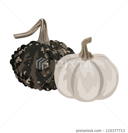 Funny small decorative pimpled pumpkin and whit acorn squash composition isolated on white. Cute gourds vector drawing illustration. 128377713