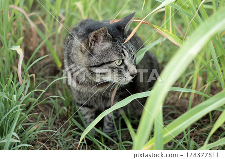 廣場上玩耍的虎斑貓 128377811