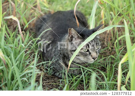 廣場上玩耍的虎斑貓 128377812
