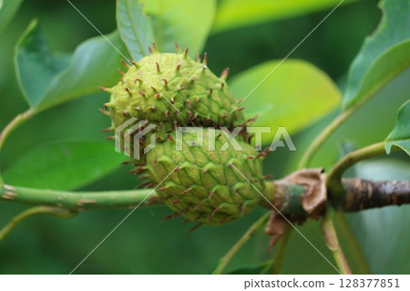 木蘭果，夏季 128377851