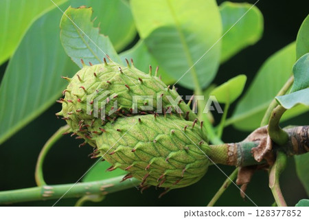木蘭果,夏季 木蘭果,夏季 128377852