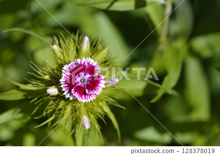 Sweet William 128378019