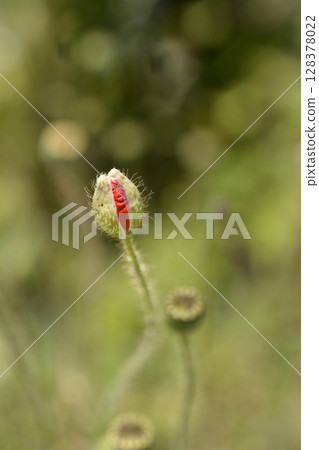 Moroccan poppy 128378022