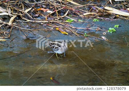 一隻面向前方的普通鷸 128378079