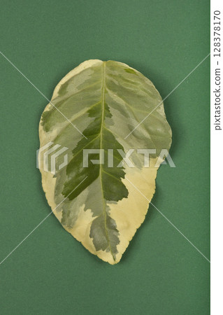 Variegated lemon leaf 128378170