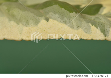 Variegated lemon leaf detail Variegated lemon leaf detail 128378171