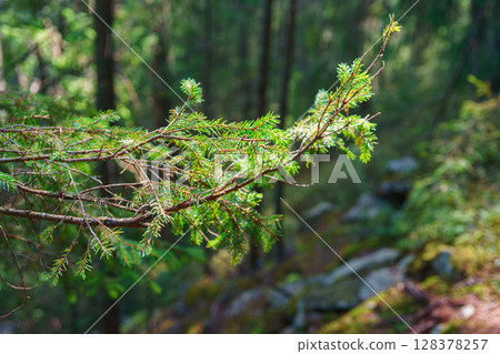 Close up of spruce tree branch in sunny forest background, in the Carpathian mountains in summer 128378257