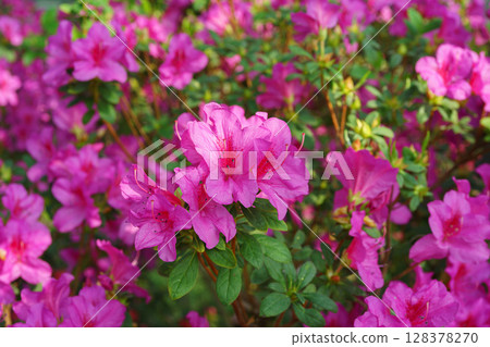 Blooming pink japan Azalea Ericaceae flowers, rhododendron flower macro, background 128378270