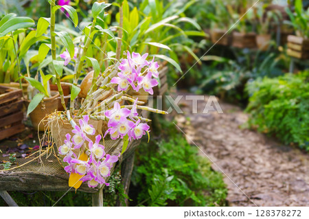 Bright Dendrobium purple orchid flower blooming in garden or greenhouse on green plants background Bright Dendrobium purple orchid flower blooming in garden or greenhouse on green plants background 128378272