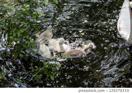 Swans and Cygnets Enjoying a Peaceful Swim in a Pond 128378319