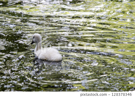 Young Cygnet Floating Gracefully on the Water Surface Young Cygnet Floating Gracefully on the Water Surface 128378346