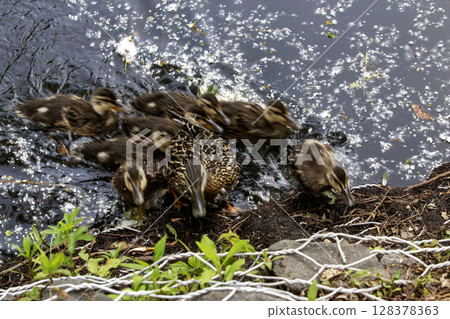 Duck Mother Leads Her Ducklings to the Shore 128378363