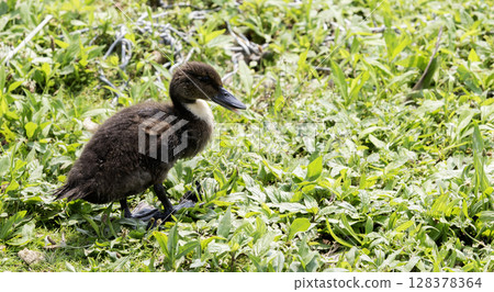 Duckling Exploring Lush Greenery in a Sunny Environment 128378364