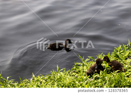 Duckling Family by the Water's Edge During a Sunny Afternoon 128378365