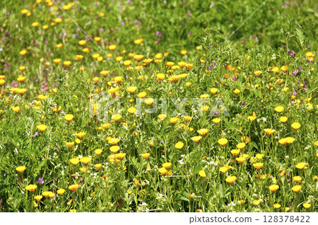 山間草原花盛開 128378422