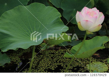 Ancient lotus village lotus flower Ancient lotus village lotus flower 128378429