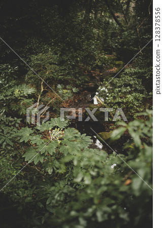 冬季的明治神宮 128378556