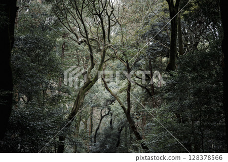 冬季的明治神宮 128378566