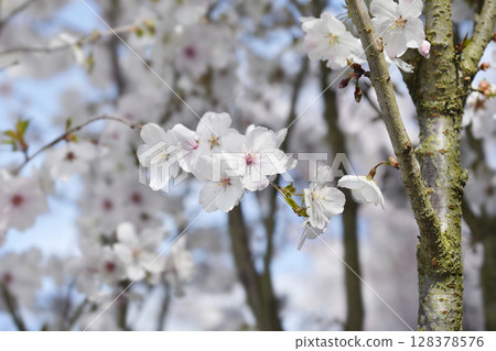 Flowering cherry The Bride 128378576