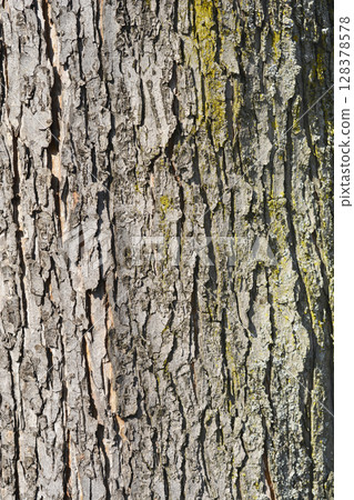 Silver maple 128378578