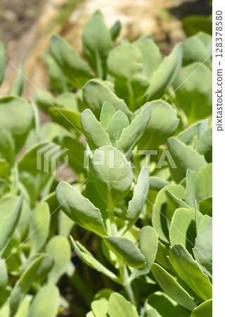 Stonecrop Lisa 128378580