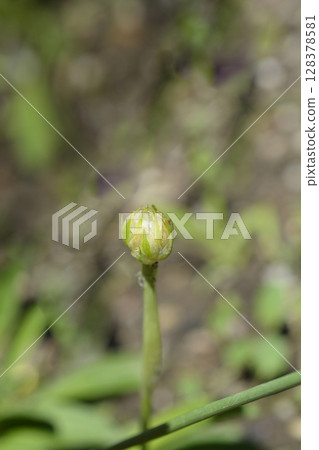 Great thrift 128378581