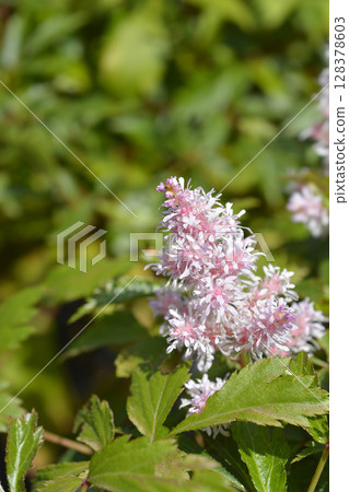 Astilbe Short n Sweet Sugarberry Astilbe Short n Sweet Sugarberry 128378603