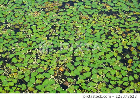 在池塘上蓬勃發展的菱形 在池塘上蓬勃發展的菱形 128378628