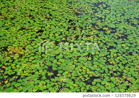 在池塘上蓬勃發展的菱形 128378629