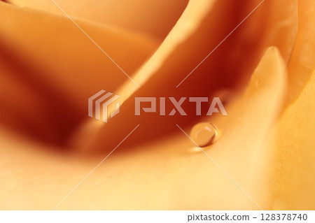 玫瑰上的水滴微距拍攝 玫瑰上的水滴微距拍攝 128378740