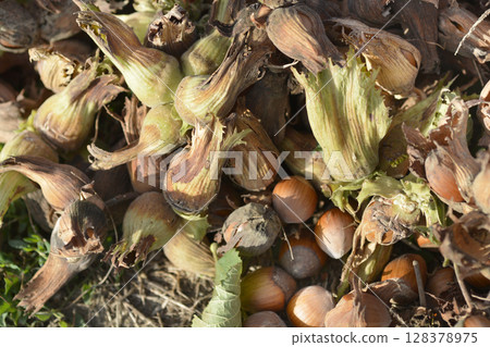 Harvested hazelnuts Harvested hazelnuts 128378975