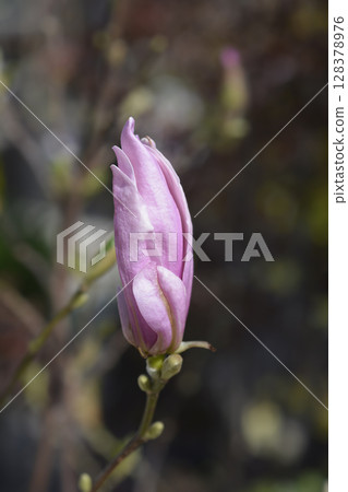 Magnolia George Henry Kern Magnolia George Henry Kern 128378976
