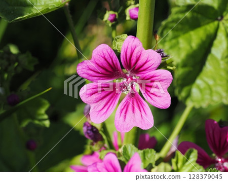 Landscape with mallow 128379045