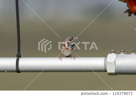 A red-flanked bunting resting its wings on a piece of equipment in Natori City, Miyagi Prefecture 128379071