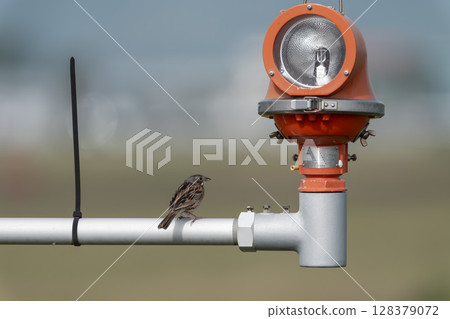 A red-flanked bunting resting its wings on a piece of equipment in Natori City, Miyagi Prefecture 128379072